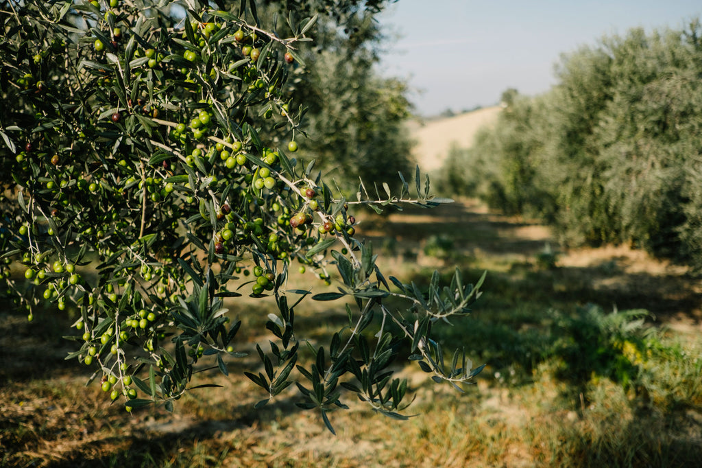 Olio